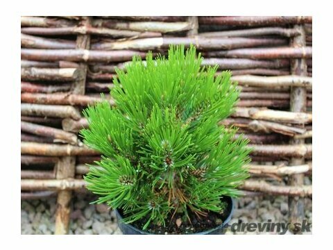 Borovice heldreichova Schmidtii 15/20 cm, v květináči Pinus leucodermis Schmidtii